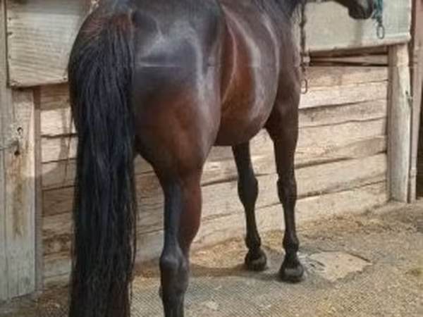 Mare, Horses