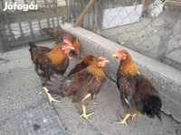 Chickens — Foto 6