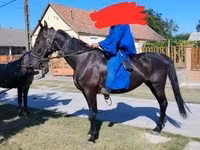 घोड़ी, Nonius horse — फ़ोटो 1