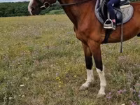घोड़ा, Hungarian horse breed — फ़ोटो 2