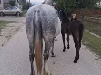 Jument, Friesian — photo 5