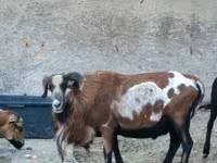 मेढ़ा, Cameroon sheep — फ़ोटो 5