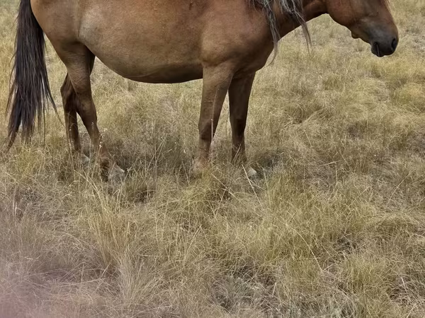 Klisna, Kazakh horse