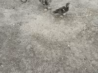 Ducks — फ़ोटो 3