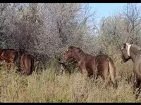 Caballo, Caballos — foto 4