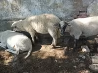 Kos, Tsigai sheep — 7. fotó
