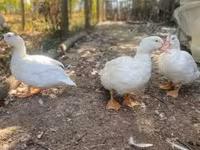 Ducks — foto 5