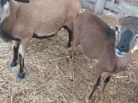 Kos, Cameroon sheep — 1. fotó