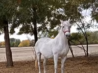 فرس, Lipizzaner — الصورة 1