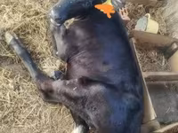 Vaca, Raza Holstein — foto 5