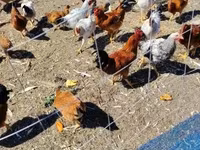 Chickens — फ़ोटो 1