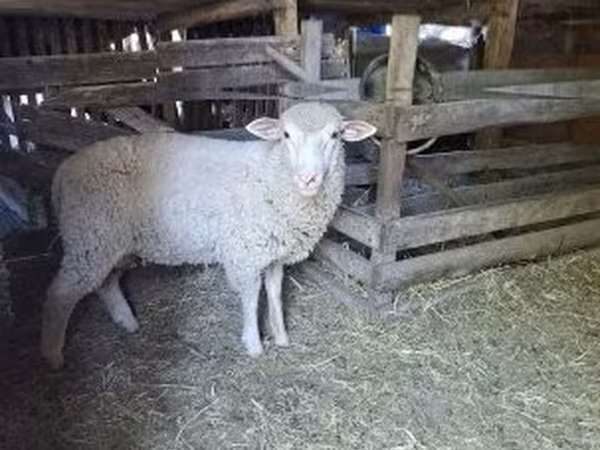 كبش, Ile-de-France sheep — هنغاريا