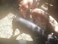 母猪, Pigs — 照片 4