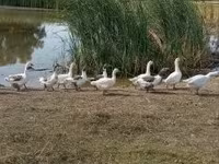 Geese — foto 2