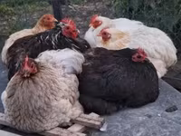 Chickens — photo 1