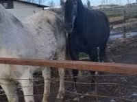 Caballo, Lipizzaner — foto 2