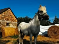 公马, Horses — 照片 2