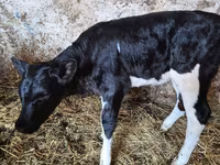 Krava, Russian Black pied cattle — foto 2