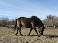 Hing, Hucul pony — 1. fotó