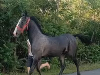 حصان, Lipizzaner — الصورة 2