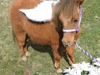 घोड़ी, Miniature horse — फ़ोटो 8