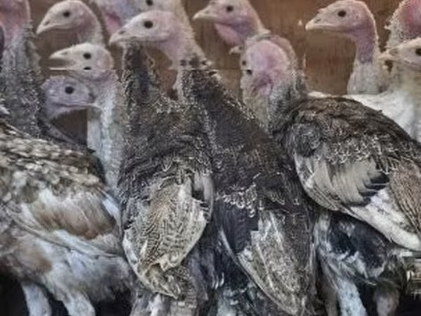 Turkeys