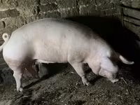 Sow, Pigs — photo 8