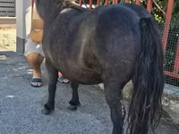 Mare, American shetland pony — photo 3