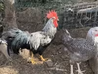Chickens — 1-сурет