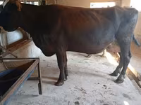 Krava, Swiss cattle — foto 6