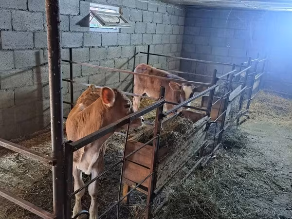 Krowa, Swiss cattle