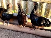 Australorp — foto 5