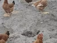 gallina danesa — foto 2