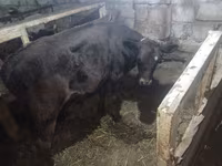 Tehén, Simmental cattle — 6. fotó