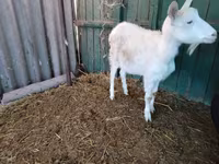 Goat, Pomellata goat — photo 8