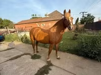 घोड़ी, Haflinger — फ़ोटो 1