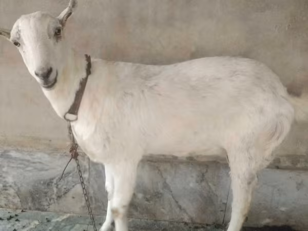 Bak, Barbari goats