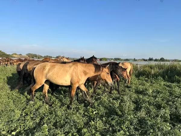 Caballo, Bashkir horse