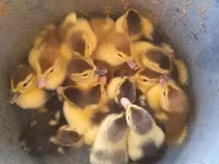 Ducks — 1-сурет