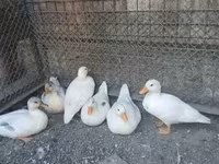 Ducks — 2-сурет