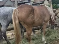 Kanca, Lovak — 4. fotó