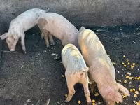 Boar, Pigs — photo 3