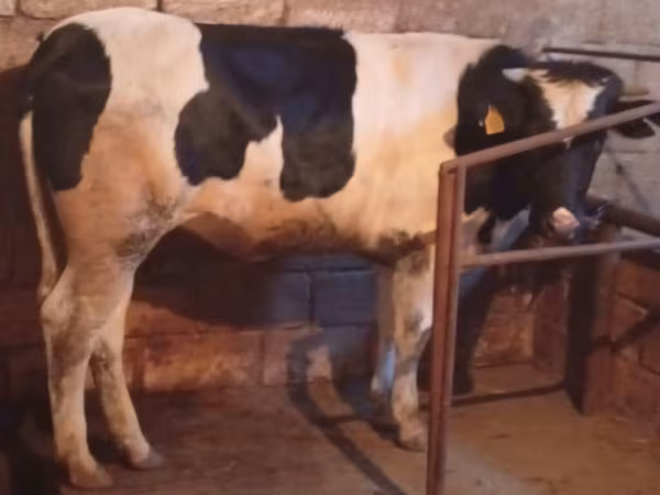 Tehén, Russian Black pied cattle
