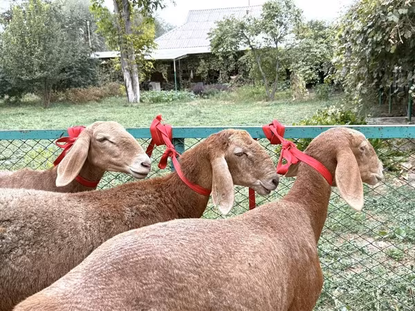Qoyun, Arashan sheep