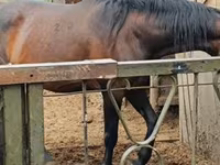 Yegua, Nonius horse — foto 2