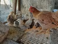 Chickens — foto 1