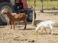 Cabra, Nubian Goat — foto 3