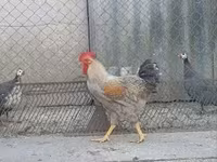 Chickens — 4-сурет