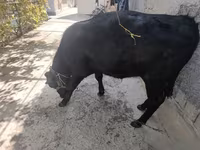 母牛, Aberdeen-Angus — 照片 2