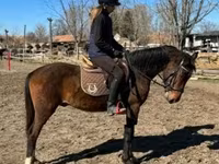 公马, Hungarian horse breed — 照片 4